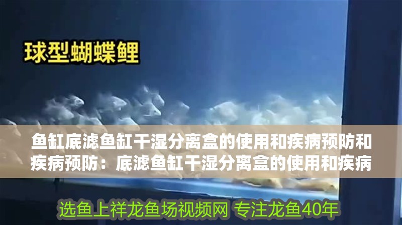 魚缸底濾魚缸干濕分離盒的使用和疾病預防和疾病預防：底濾魚缸干濕分離盒的使用和疾病預防魚缸過濾系統的選擇