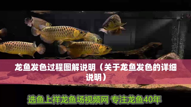 龍魚發色過程圖解說明（關于龍魚發色的詳細說明）