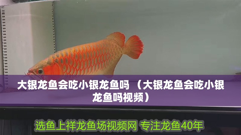 大銀龍魚會吃小銀龍魚嗎 （大銀龍魚會吃小銀龍魚嗎視頻）