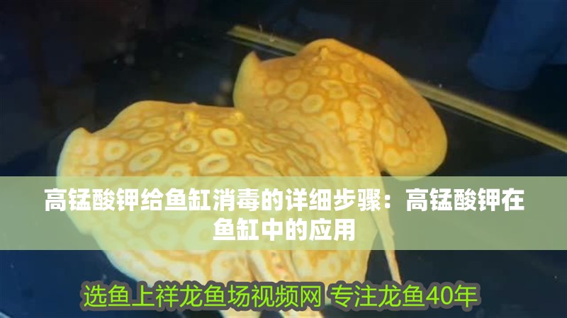 高錳酸鉀給魚缸消毒的詳細步驟：高錳酸鉀在魚缸中的應用