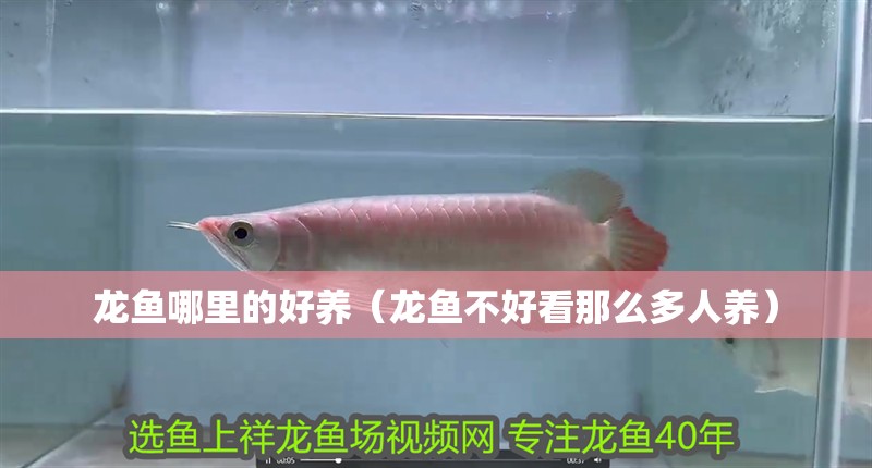 龍魚哪里的好養（龍魚不好看那么多人養）