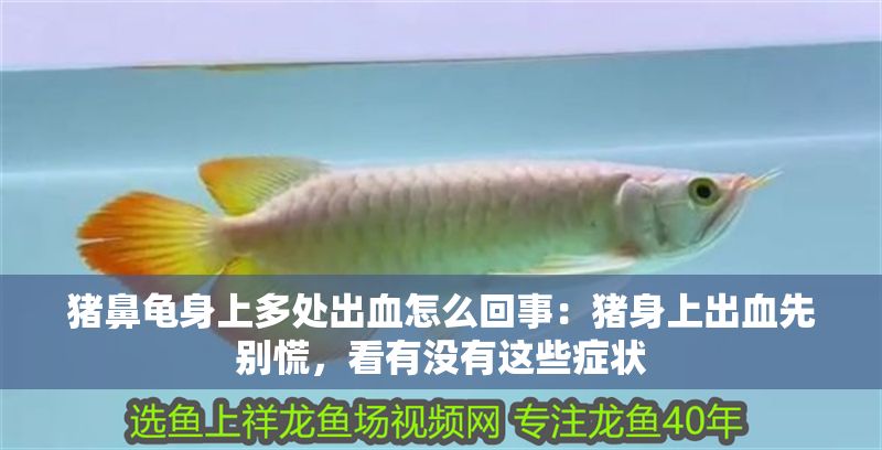 豬鼻龜身上多處出血怎么回事：豬身上出血先別慌，看有沒有這些癥狀