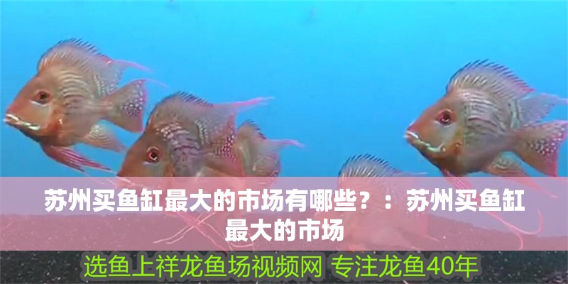 蘇州買魚缸最大的市場有哪些？：蘇州買魚缸最大的市場