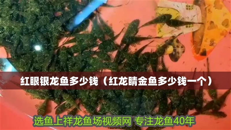 紅眼銀龍魚多少錢（紅龍睛金魚多少錢一個）