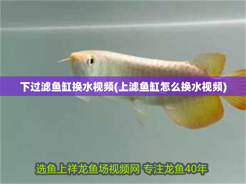 下過濾魚缸換水視頻(上濾魚缸怎么換水視頻)