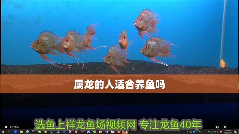 屬龍的人適合養魚嗎