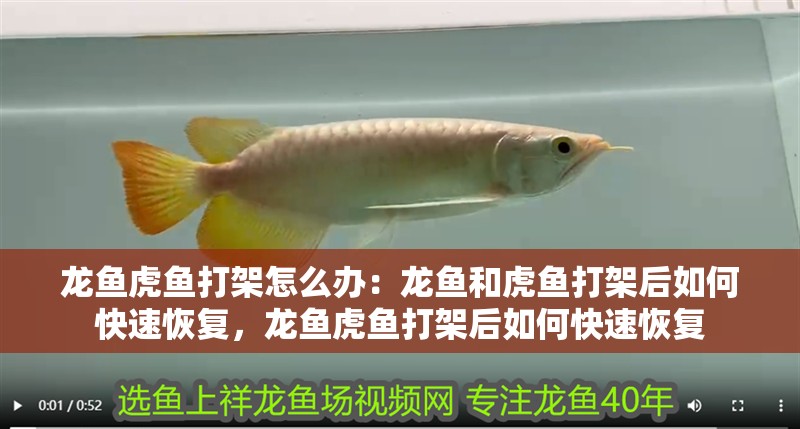 龍魚虎魚打架怎么辦：龍魚和虎魚打架后如何快速恢復(fù)，龍魚虎魚打架后如何快速恢復(fù)