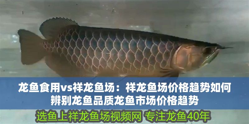 龍魚食用vs祥龍魚場：祥龍魚場價格趨勢如何辨別龍魚品質龍魚市場價格趨勢