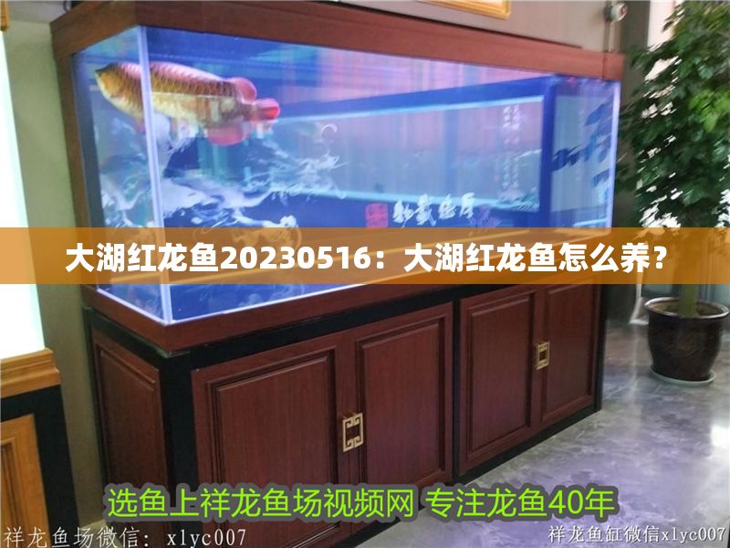 大湖紅龍魚20230516：大湖紅龍魚怎么養(yǎng)？ 大湖紅龍魚20230516：大湖紅龍魚怎么養(yǎng)？ 大湖紅龍魚百科 第2張