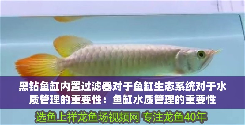 黑鉆魚缸內置過濾器對于魚缸生態系統對于水質管理的重要性：魚缸水質管理的重要性