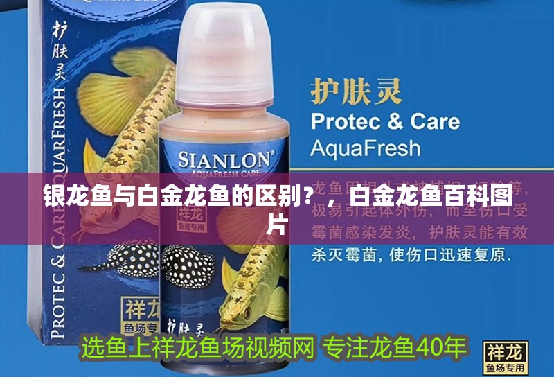 銀龍魚與白金龍魚的區別？，白金龍魚百科圖片