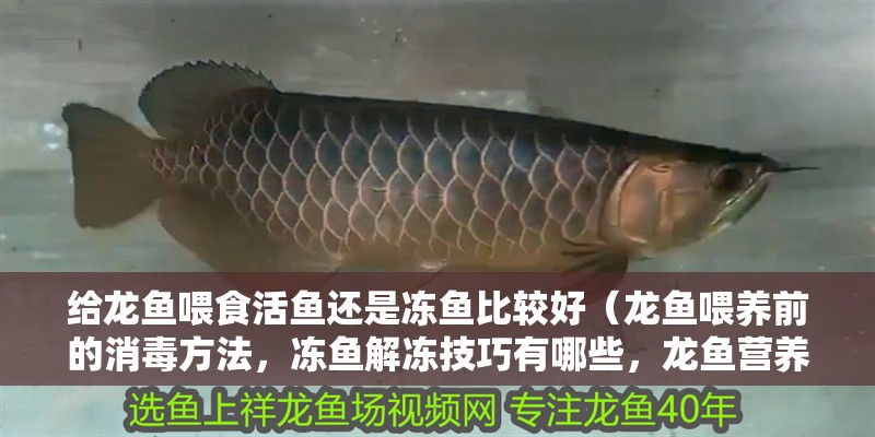 給龍魚喂食活魚還是凍魚比較好（龍魚喂養(yǎng)前的消毒方法，凍魚解凍技巧有哪些，龍魚營養(yǎng)均衡的食譜） 給龍魚喂食活魚還是凍魚比較好（龍魚喂養(yǎng)前的消毒方法，凍魚解凍技巧有哪些，龍魚營養(yǎng)均衡的食譜） 龍魚百科