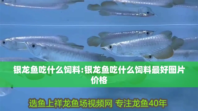 銀龍魚吃什么飼料:銀龍魚吃什么飼料最好圖片價格 銀龍魚吃什么飼料:銀龍魚吃什么飼料最好圖片價格 銀龍魚百科