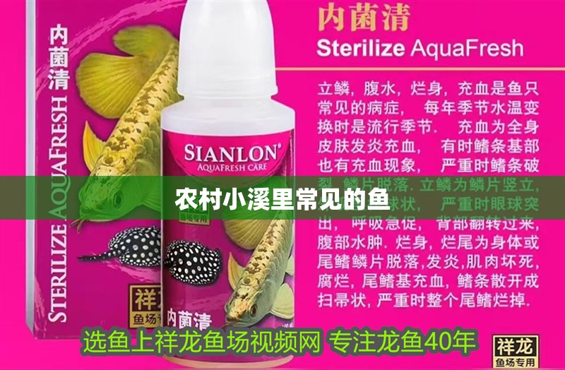 農村小溪里常見的魚
