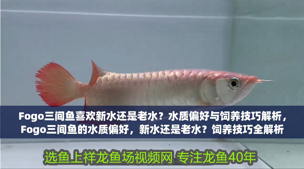 Fogo三間魚喜歡新水還是老水？水質偏好與飼養技巧解析，Fogo三間魚的水質偏好，新水還是老水？飼養技巧全解析 Fogo三間魚喜歡新水還是老水？水質偏好與飼養技巧解析，Fogo三間魚的水質偏好，新水還是老水？飼養技巧全解析 龍魚百科 第1張