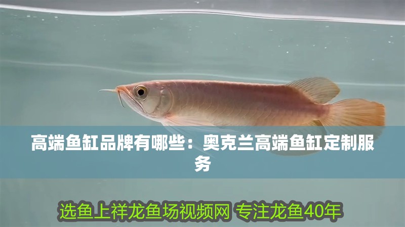 我的虎魚真菌感染了要怎么處理 高端魚缸品牌有哪些:奧克蘭高端魚缸定制服務(wù) 魚缸百科 高端魚缸品牌有哪些:奧克蘭高端魚缸定制服務(wù) 高端魚缸品牌有哪些:奧克蘭高端魚缸定制服務(wù) 魚缸百科