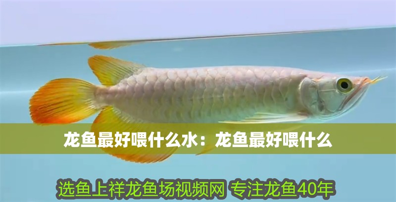 龍魚最好喂什么水：龍魚最好喂什么