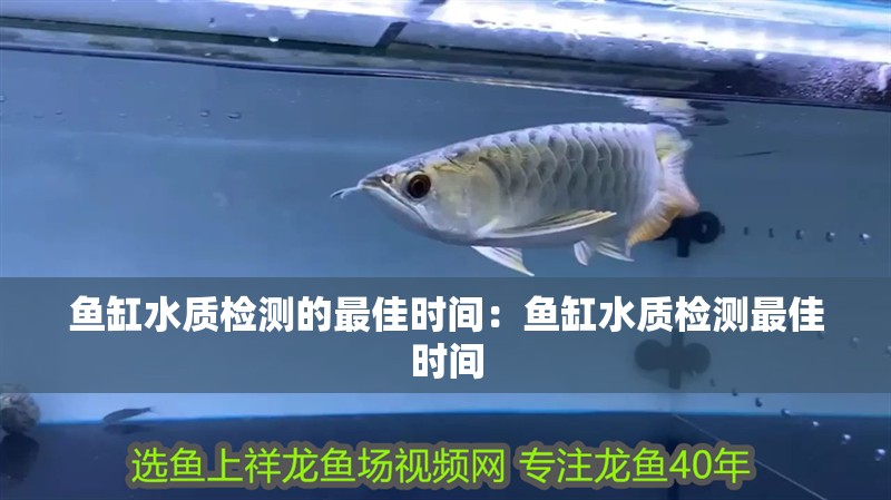 魚缸水質檢測的最佳時間：魚缸水質檢測最佳時間