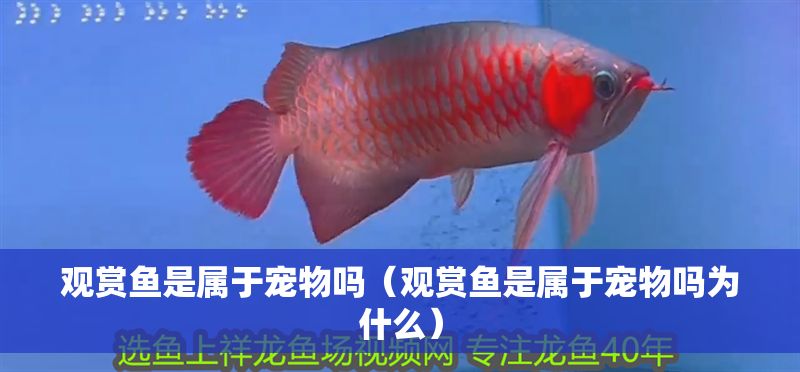 觀賞魚是屬于寵物嗎（觀賞魚是屬于寵物嗎為什么） 觀賞魚是屬于寵物嗎（觀賞魚是屬于寵物嗎為什么） 錦鯉魚百科 第1張