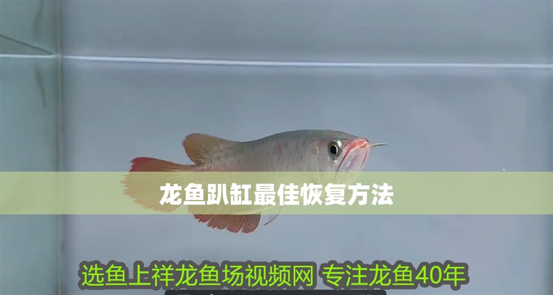 龍魚趴缸最佳恢復方法