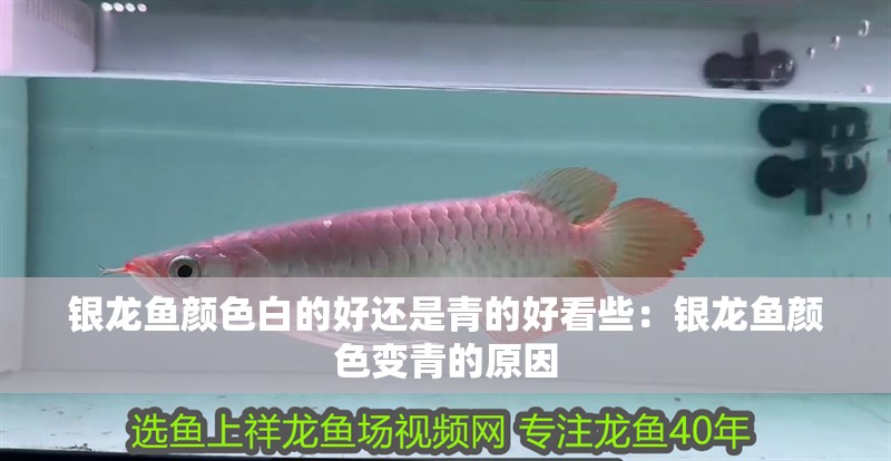 銀龍魚顏色白的好還是青的好看些：銀龍魚顏色變青的原因