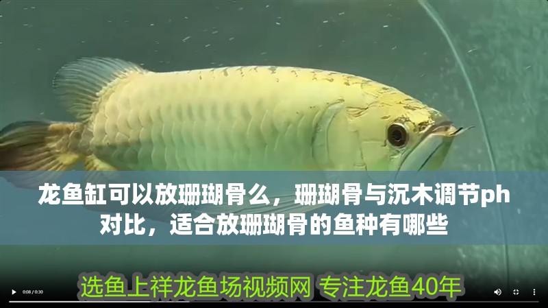 龍魚缸可以放珊瑚骨么，珊瑚骨與沉木調節ph對比，適合放珊瑚骨的魚種有哪些