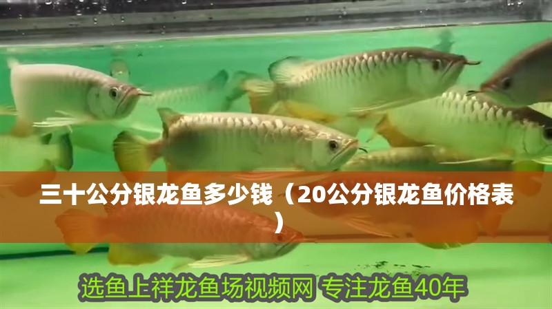 三十公分銀龍魚(yú)多少錢(qián)（20公分銀龍魚(yú)價(jià)格表）