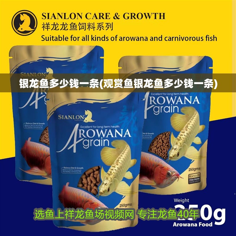 銀龍魚多少錢一條(觀賞魚銀龍魚多少錢一條)