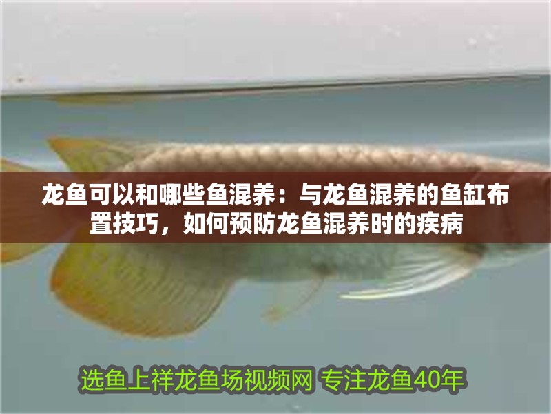 龍魚可以和哪些魚混養：與龍魚混養的魚缸布置技巧，如何預防龍魚混養時的疾病