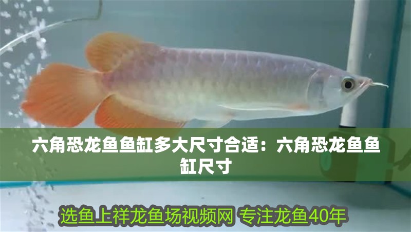 六角恐龍魚魚缸多大尺寸合適：六角恐龍魚魚缸尺寸