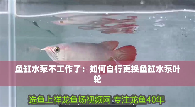 魚缸過濾器選購指南:自制魚缸過濾器魚缸上置過濾器對于養魚愛好者的必備知識 魚缸水泵不工作了:如何自行更換魚缸水泵葉輪 魚缸百科 魚缸水泵不工作了:如何自行更換魚缸水泵葉輪 魚缸水泵不工作了:如何自行更換魚缸水泵葉輪 魚缸百科