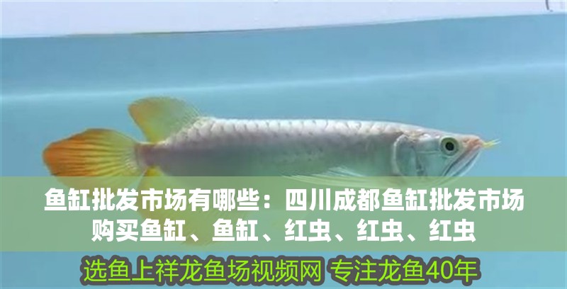 魚缸批發(fā)市場有哪些：四川成都魚缸批發(fā)市場購買魚缸、魚缸、紅蟲、紅蟲、紅蟲