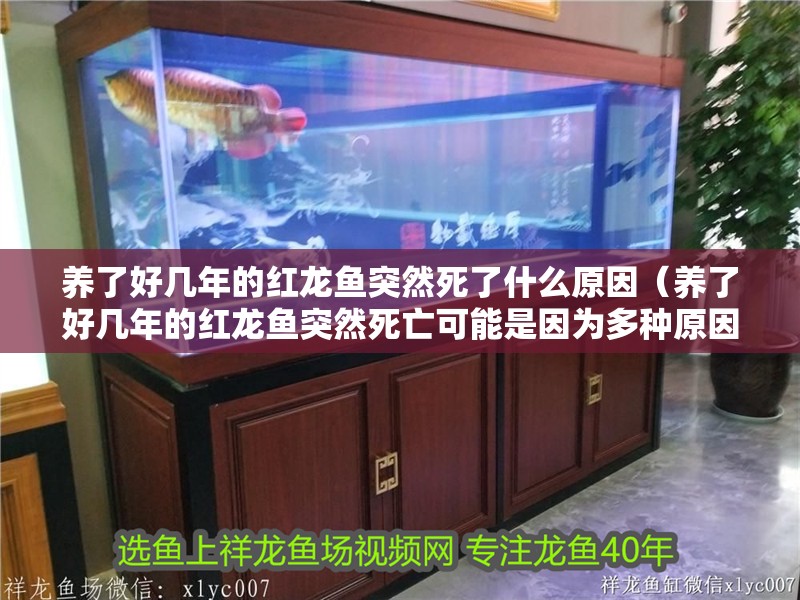 養(yǎng)了好幾年的紅龍魚突然死了什么原因（養(yǎng)了好幾年的紅龍魚突然死亡可能是因?yàn)槎喾N原因共同作用的結(jié)果） 養(yǎng)了好幾年的紅龍魚突然死了什么原因（養(yǎng)了好幾年的紅龍魚突然死亡可能是因?yàn)槎喾N原因共同作用的結(jié)果） 龍魚百科