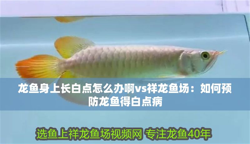 龍魚身上長白點(diǎn)怎么辦啊vs祥龍魚場：如何預(yù)防龍魚得白點(diǎn)病 龍魚身上長白點(diǎn)怎么辦啊vs祥龍魚場：如何預(yù)防龍魚得白點(diǎn)病 vs祥龍魚場 第2張