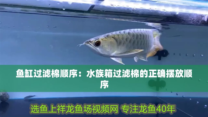 魚缸過濾棉順序：水族箱過濾棉的正確擺放順序 魚缸過濾棉順序：水族箱過濾棉的正確擺放順序 魚缸百科