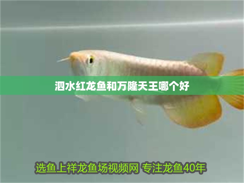 泗水紅龍魚和萬隆天王哪個好