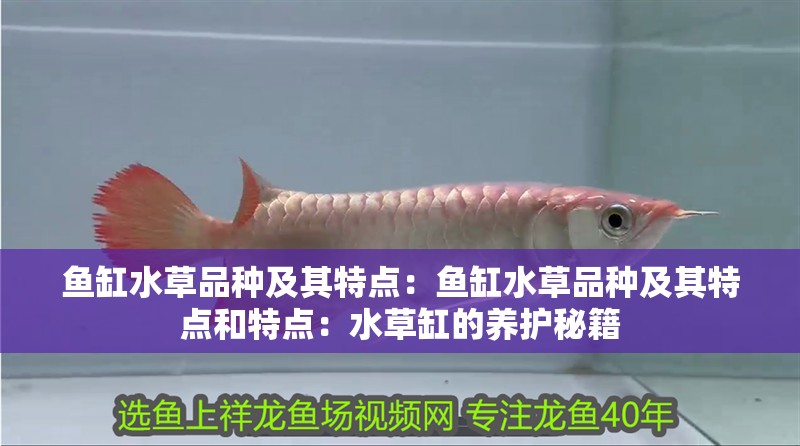 魚(yú)缸水草品種及其特點(diǎn)：魚(yú)缸水草品種及其特點(diǎn)和特點(diǎn)：水草缸的養(yǎng)護(hù)秘籍