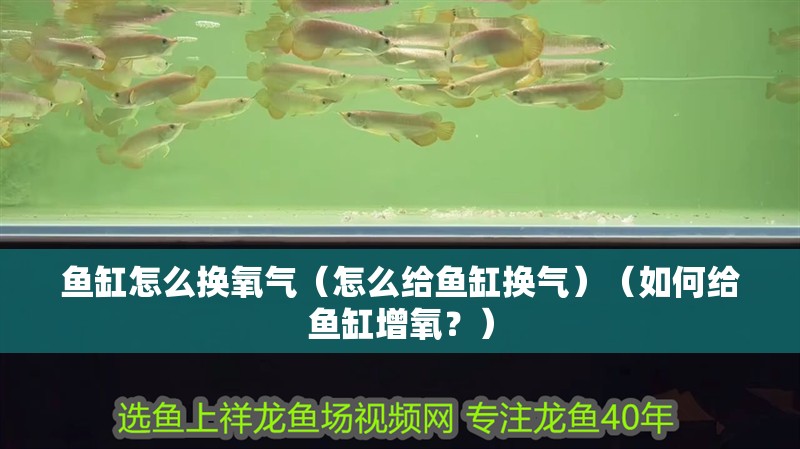 魚缸怎么換氧氣（怎么給魚缸換氣）（如何給魚缸增氧？）