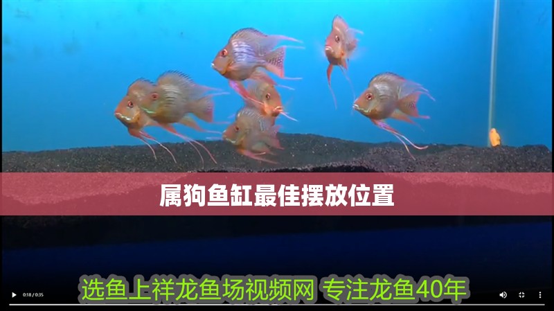 屬狗魚缸最佳擺放位置