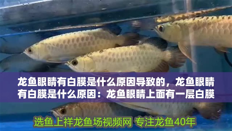 龍魚眼睛有白膜是什么原因導致的，龍魚眼睛有白膜是什么原因：龍魚眼睛上面有一層白膜是怎么回事 龍魚眼睛有白膜是什么原因導致的，龍魚眼睛有白膜是什么原因：龍魚眼睛上面有一層白膜是怎么回事 龍魚百科