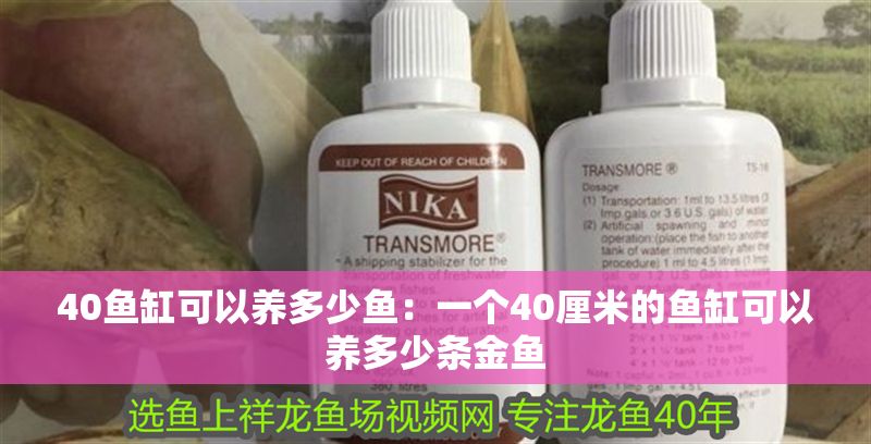 40魚缸可以養多少魚：一個40厘米的魚缸可以養多少條金魚 40魚缸可以養多少魚：一個40厘米的魚缸可以養多少條金魚 魚缸百科 第2張