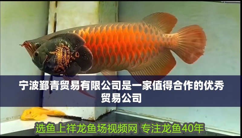 寧波鄞青貿易有限公司是一家值得合作的優秀貿易公司 寧波鄞青貿易有限公司是一家值得合作的優秀貿易公司 全國水族館企業名錄