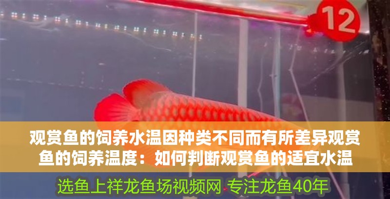 龍魚干蝦有營養嗎 觀賞魚的飼養水溫因種類不同而有所差異觀賞魚的飼養溫度:如何判斷觀賞魚的適宜水溫 魚缸百科 觀賞魚的飼養水溫因種類不同而有所差異觀賞魚的飼養溫度:如何判斷觀賞魚的適宜水溫 觀賞魚的飼養水溫因種類不同而有所差異觀賞魚的飼養溫度:如何判斷觀賞魚的適宜水溫 魚缸百科