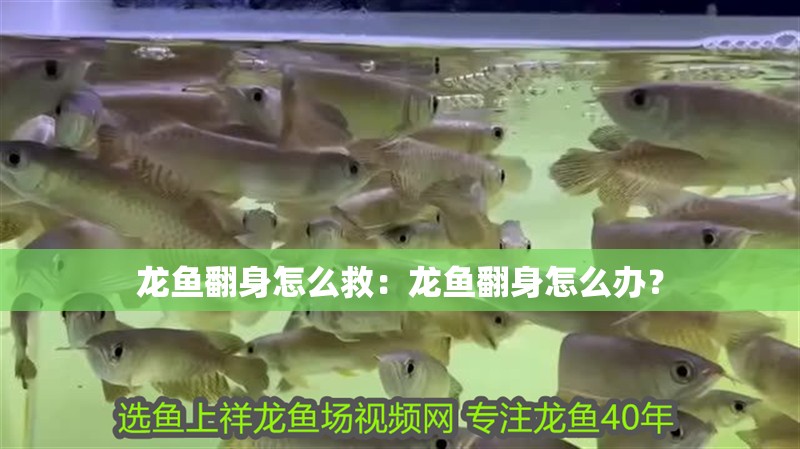 龍魚翻身怎么救：龍魚翻身怎么辦？