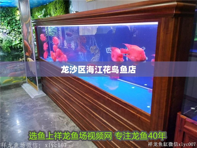 龍沙區海江花鳥魚店