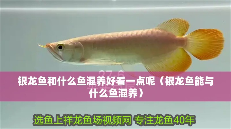 銀龍魚和什么魚混養好看一點呢（銀龍魚能與什么魚混養）