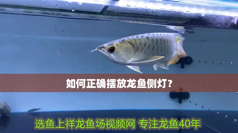 如何正確擺放龍魚側(cè)燈？