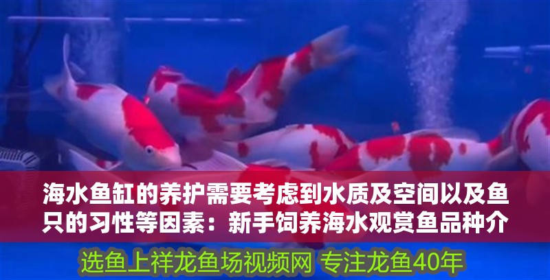 海水魚缸的養護需要考慮到水質及空間以及魚只的習性等因素：新手飼養海水觀賞魚品種介紹
