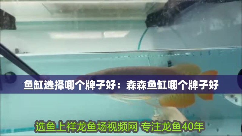魚缸選擇哪個牌子好：森森魚缸哪個牌子好