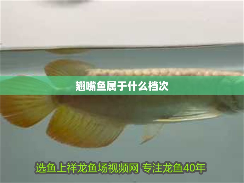 翹嘴魚屬于什么檔次 翹嘴魚屬于什么檔次 龍魚論壇